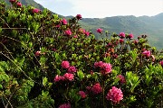 Anello di Cima Lemma e Pizzo Scala dalla Baita del Camoscio il 1 luglio 2019- FOTOGALLERY